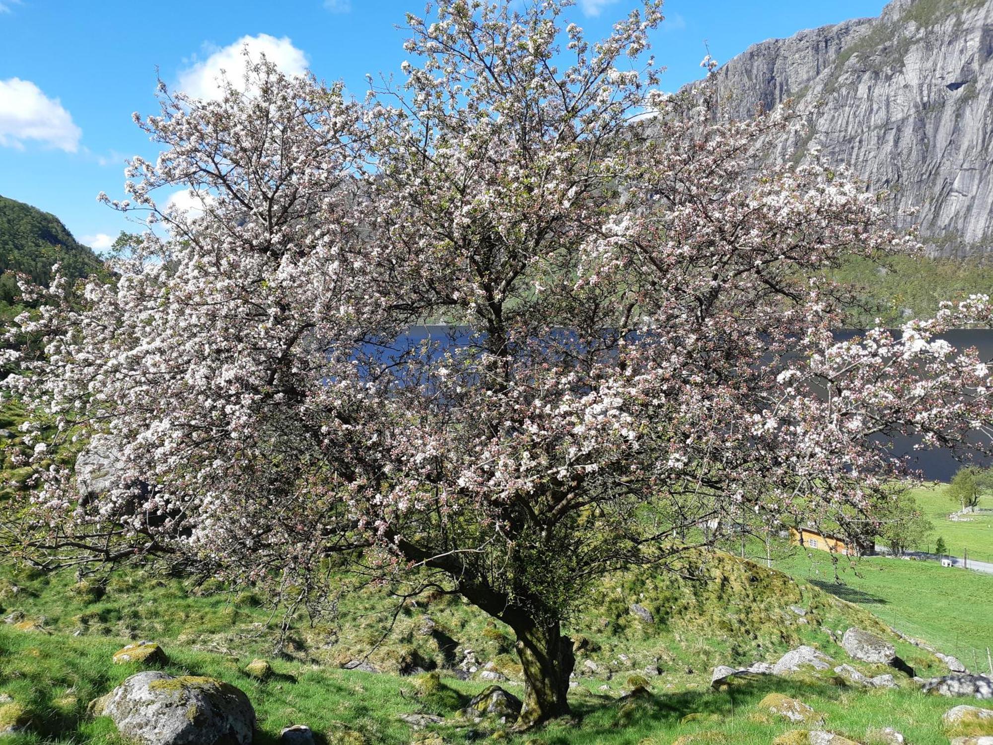 Hytte Ved Preikestolen Forsand Exteriér fotografie
